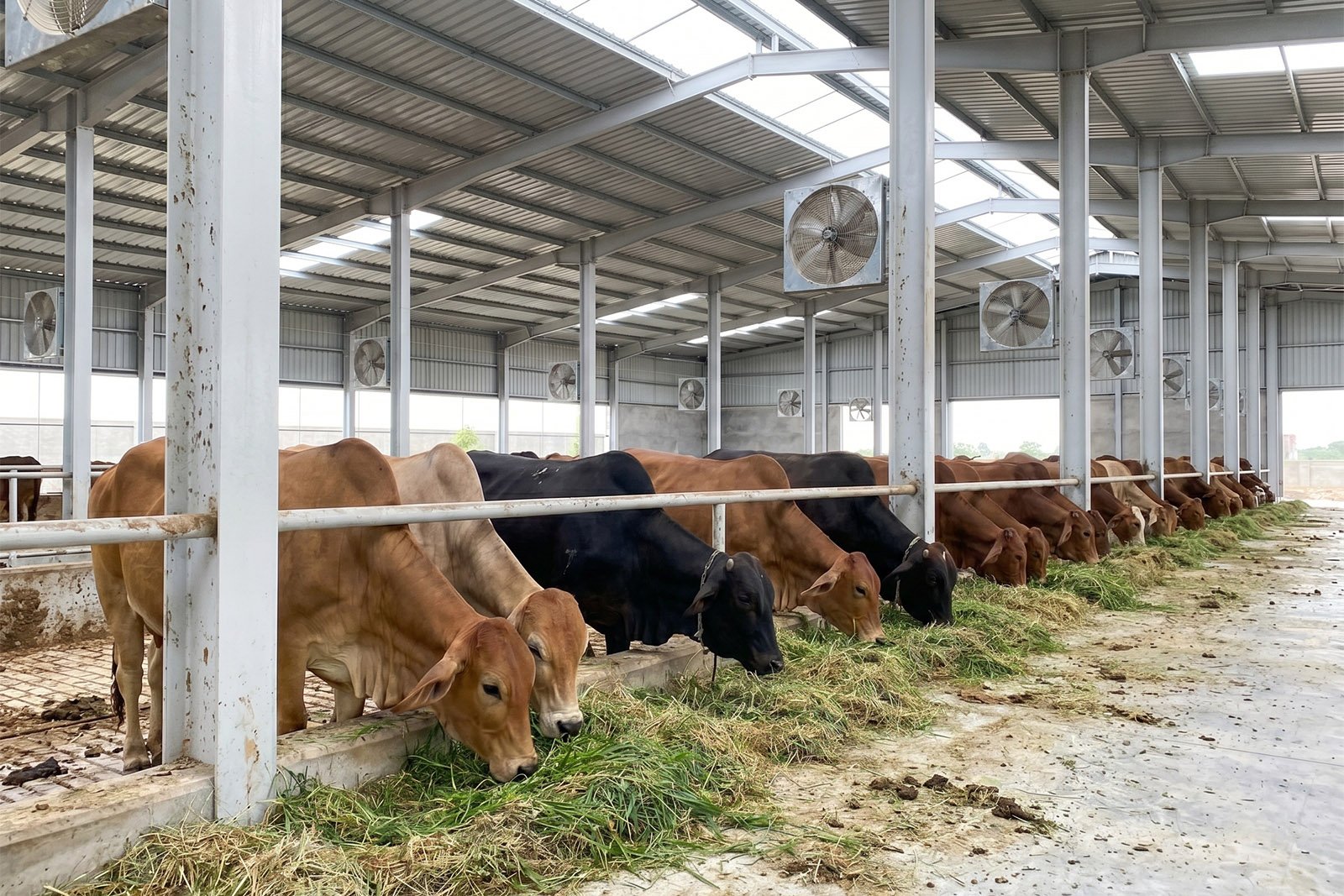 Dairy Farm